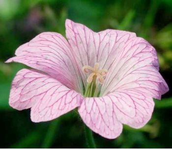 Geranium x oxonianum 'Hollywood'